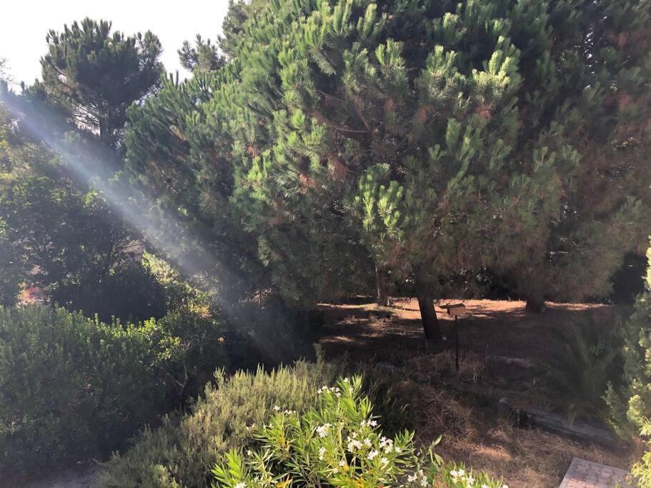 Villa Arethuse - Pyla Sur Mer エクステリア 写真