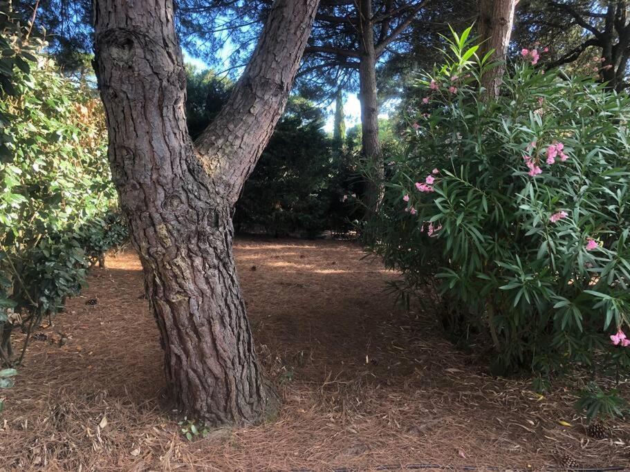 Villa Arethuse - Pyla Sur Mer エクステリア 写真